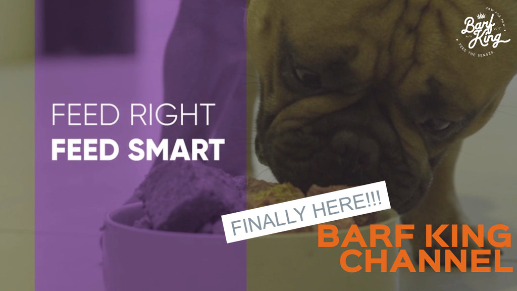 The Launch of 【Barf King Channel】