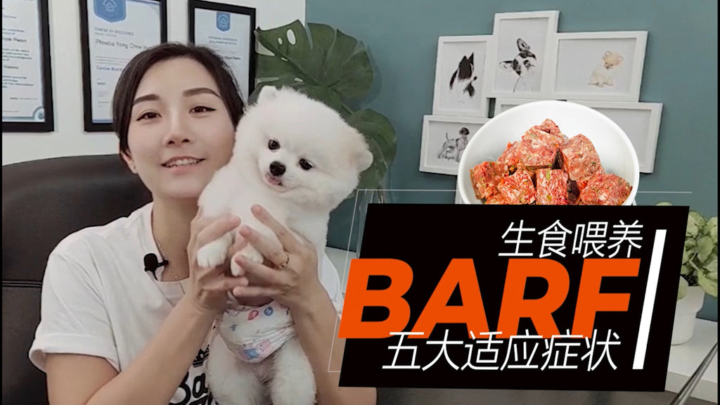 【V.2】状况来了,听【专家】的,总比听“仙家”的靠谱吧?转换BARF生食喂养会遇到正常的【五大症状】原因和应对方式!