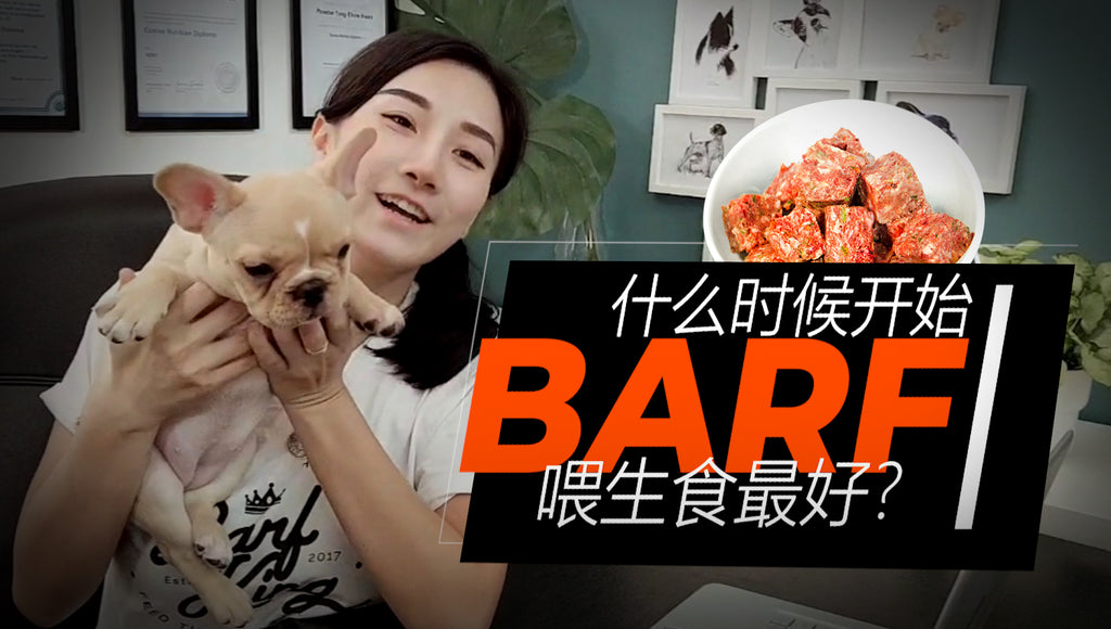 【V.1】几时开始喂生食 BARF才是【绝佳时期】?PUPPY喂 BARF【必须搞懂】的事情!