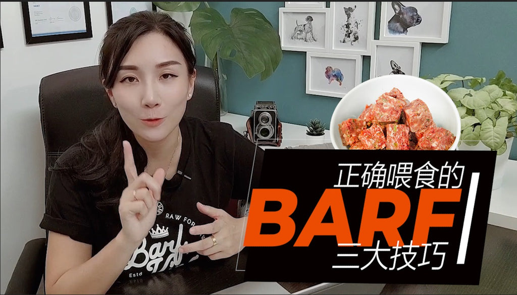 【V.3】养出爱吃饭的好狗狗,你做对了吗?