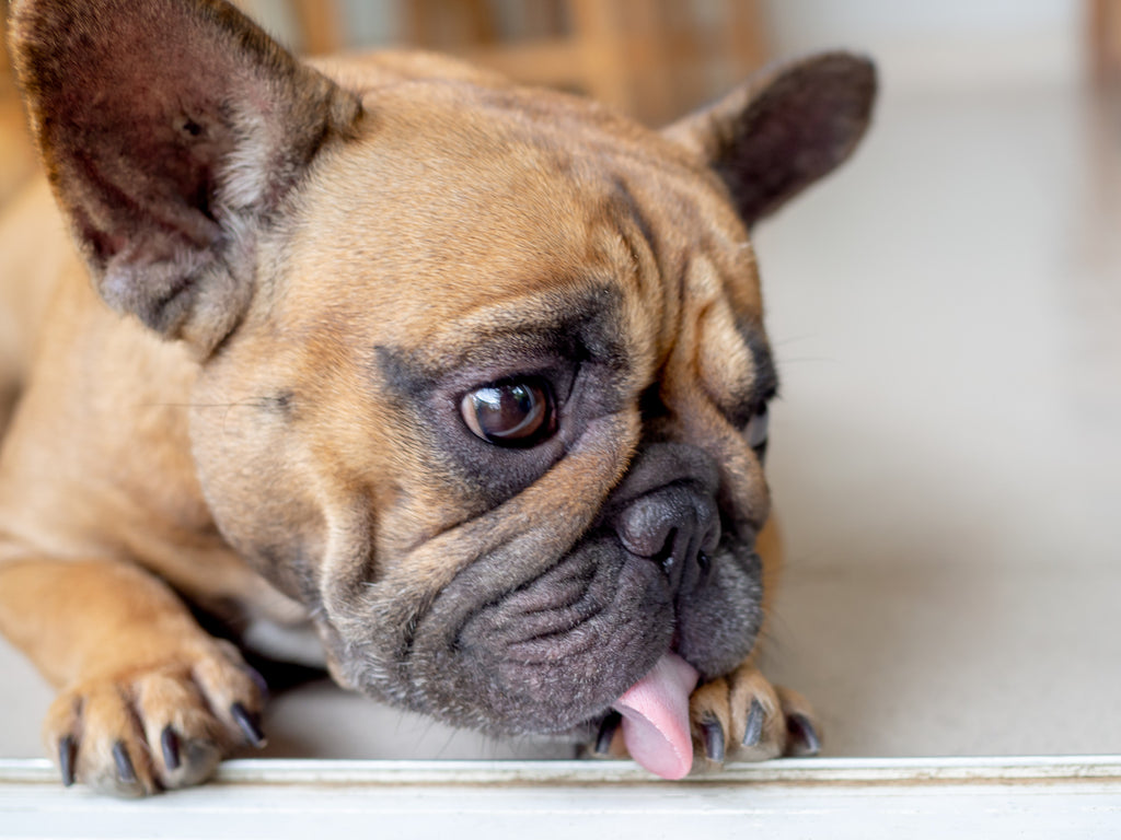 Why Feed BARF?