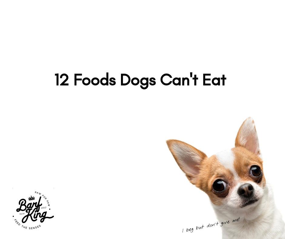 12 Foods Dog Can't Eat