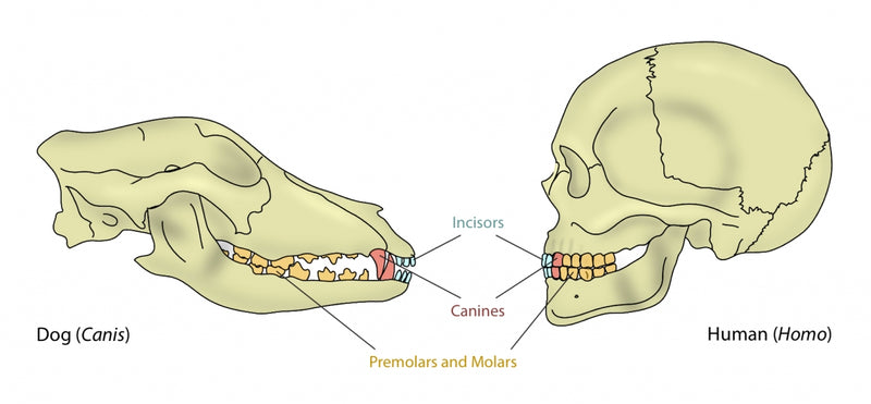 The Teeth Structure